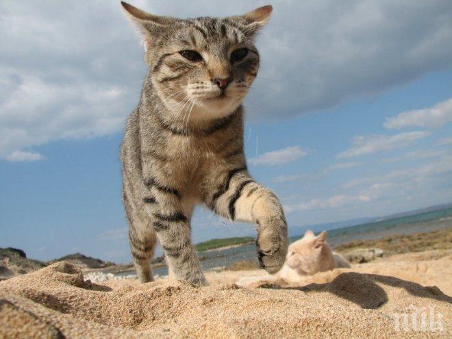 Един необикновен плаж за котки в Италия завладя сърцата на всички туристи!
