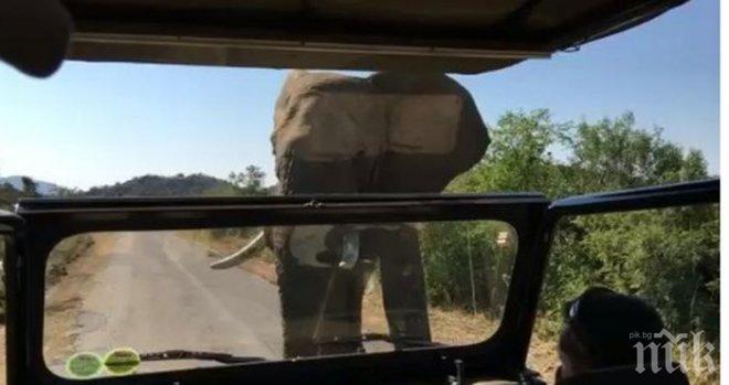 Разгневен слон подгони Арнолд Шварценегер (ВИДЕО)