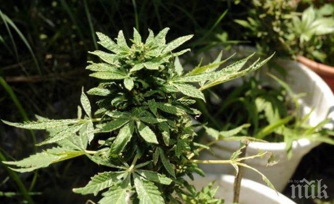 Отнемат имущество за 321 450 лева от наркодилър 