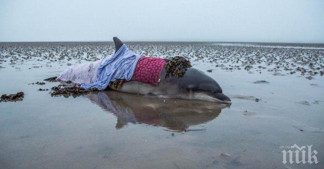 Историята на този делфин покори целия свят! Невероятно трогателна!

