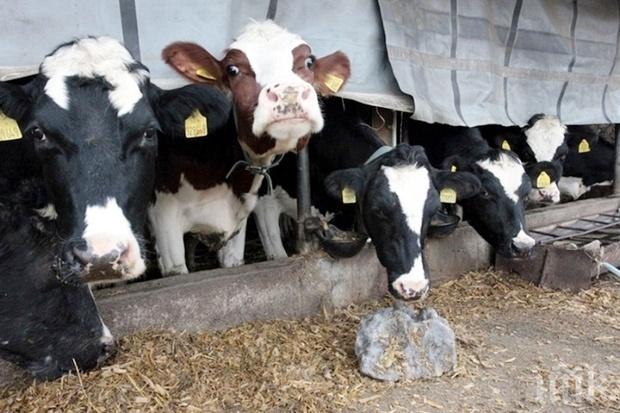 Дават 2 млн. лева на фермерите с унищожени животни заради дерматита