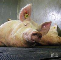 Американски учени използват свине като инкубатори за човешки органи