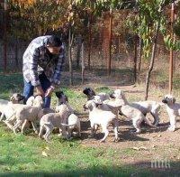 ЧУДО! В дома на американско семейство откриха 276 кучета
