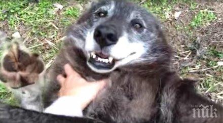 наричат луда решава спаси див вълк погледни внимателно