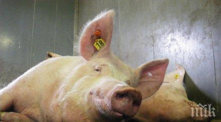 американски учени използват свине инкубатори човешки органи