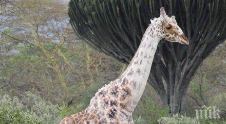 прецедент жираф побелява снимка