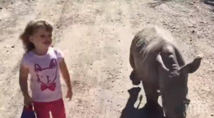 тригодишно момиченце сприятели носорог