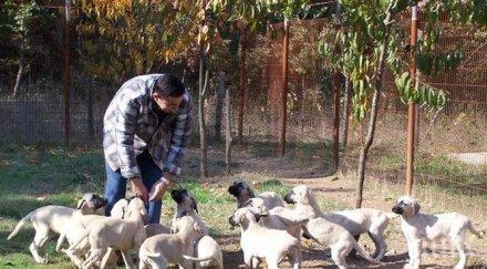 чудо дома американско семейство откриха 276 кучета