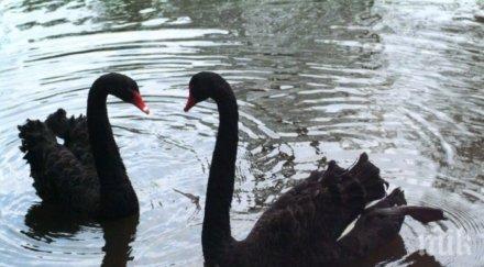 черни лебеди плуват езерото сандански