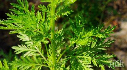 пик ретро билка лекува рак часа