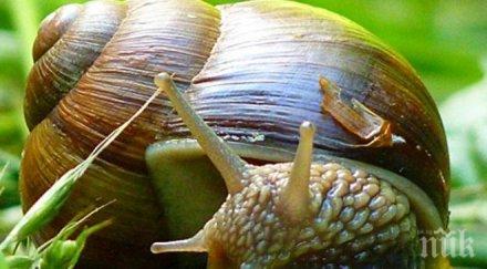 охлювите взимат сложни решения неврона главата