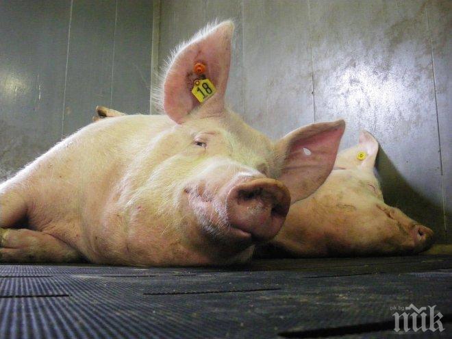 Американски учени използват свине като инкубатори за човешки органи