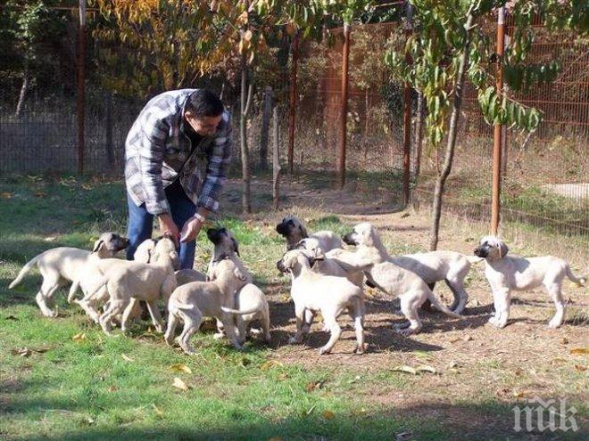 ЧУДО! В дома на американско семейство откриха 276 кучета
