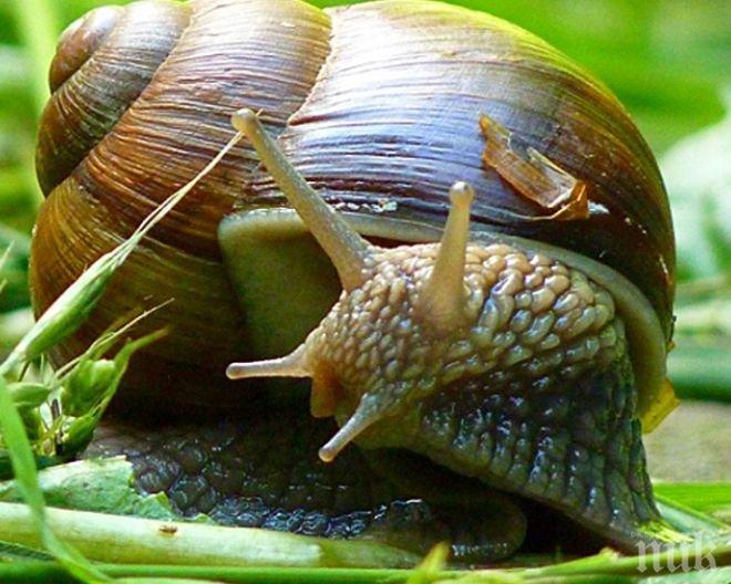 Охлювите взимат сложни решения само с 2 неврона в главата 