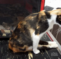 Парализирана котка пълзи до мястото, където са нейните бебета, след като мъж се опита да я убие!