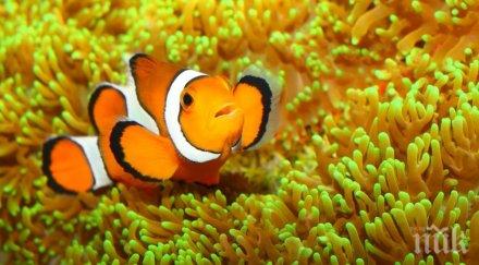 учени доказаха рибите разпознават човешки лица