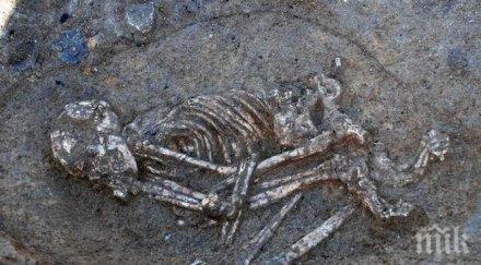 откритие французи намериха древни останки жертви клане неолита