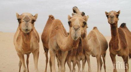 камилско стадо нападна кола русия