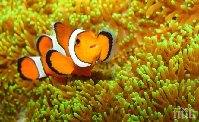 Учени доказаха: Рибите разпознават човешки лица