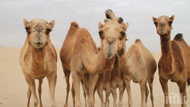 Камилско стадо нападна кола в Русия