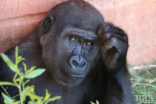 Няма да има обвинения заради убитата горила в зоопарк в САЩ
