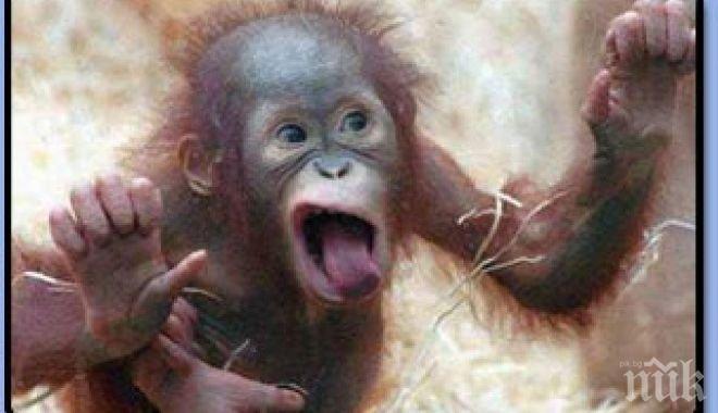 Маймунка спря тока в цяла Кения за 4 часа
