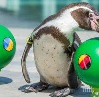 Пингвин, коала и петел предсказват резултатите от Евро 2016