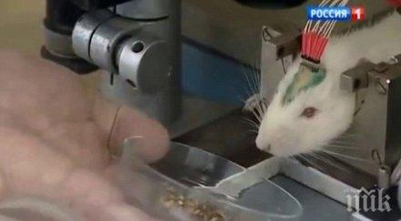 доброволци заработват 1200 опитни мишки