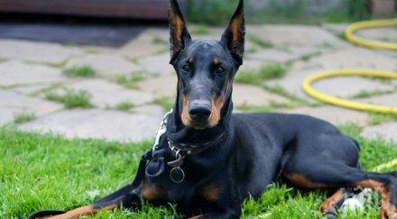 доберман нахапа сираче мездра