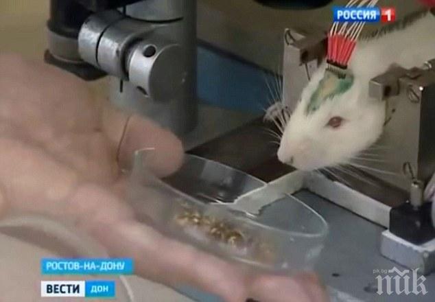 Доброволци заработват по 1200 лв. като опитни мишки
