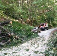 Планинари изтръпнаха! Дърво се сгромоляса на пътя край Сандански, едва не размаза колата им