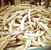 Сингапур унищожи 8 тона конфискувана слонова кост