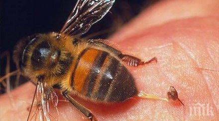 паника жена задушила ужилване оса