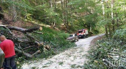планинари изтръпнаха дърво сгромоляса пътя сандански размаза колата