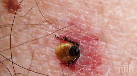 лаймската болест развилня покрай дъждовете кърлежите вече болен нахапани