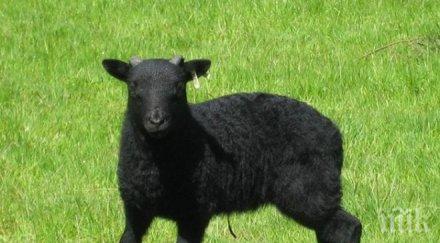 реплянска овца овчарско куче балканско магаре дългокосместа коза фестивал чупрене