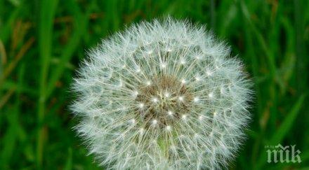 чудо природата коренът глухарче ефективен химиотерапия