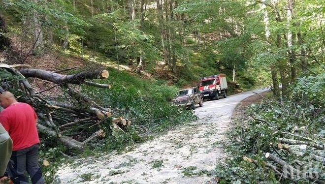 Планинари изтръпнаха! Дърво се сгромоляса на пътя край Сандански, едва не размаза колата им