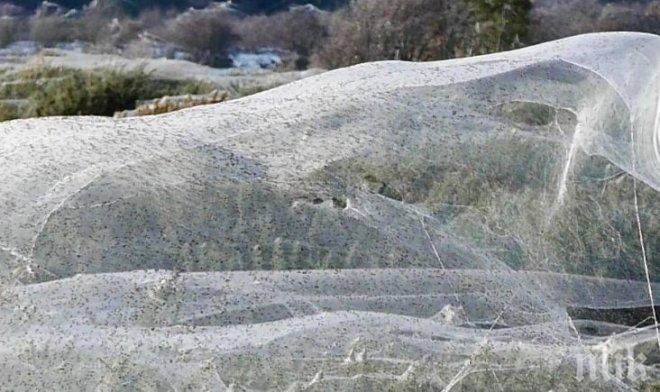 Гигантска паяжина покри околностите на тасманийски град (СНИМКА)
