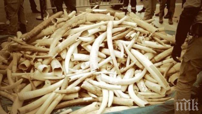 Сингапур унищожи 8 тона конфискувана слонова кост