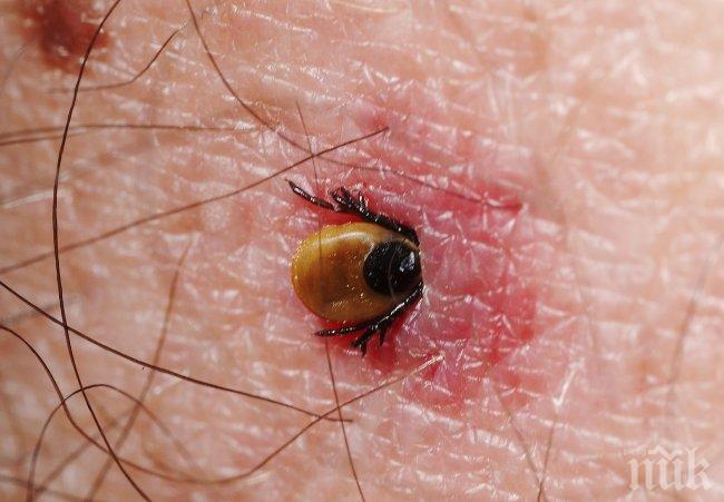 Лаймската болест се развилня покрай дъждовете и кърлежите. Вече има болен, много са нахапани