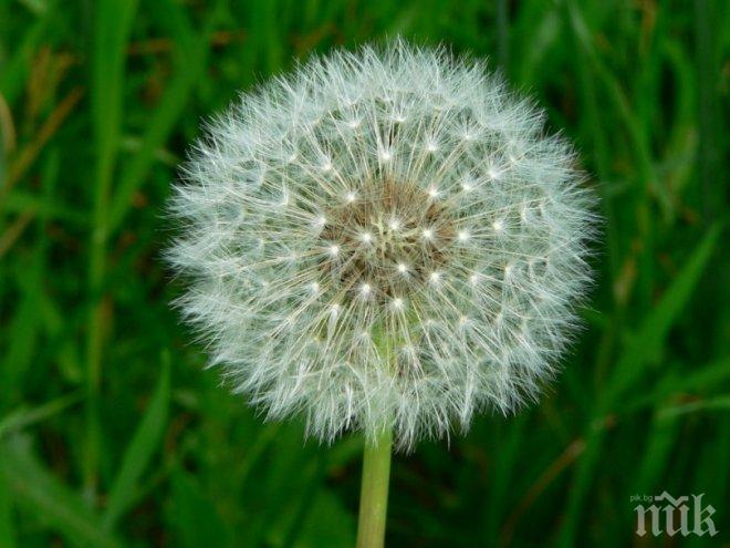 Чудо от природата! Коренът на глухарче - по-ефективен от химиотерапия?
