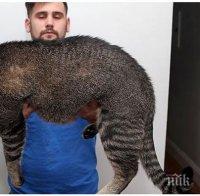 20 гигантски котки, които очевидно отдавна са престанали да бъдат котенца