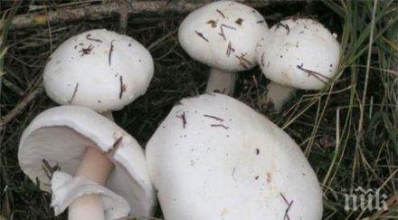 внимание трима тежко състояние натровиха печурки купени магазин