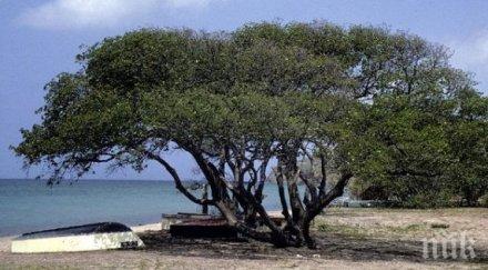 мистерия дърво плаши хората чума убивало допир