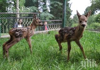 десет обитатели сдоби старозагорския зоопарк
