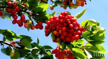 жандармерия нощни визьори варди черешите кюстендилско