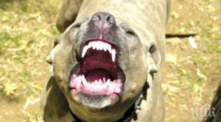 бултериер наръфа зверски годишна жена лицето приета реанимация