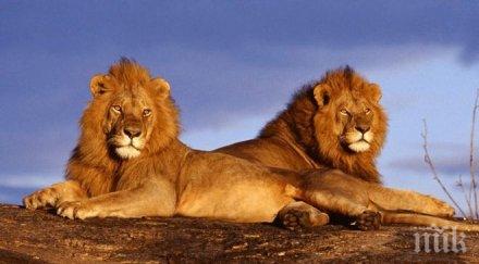 пиян скочи клетката лъвовете поздрави шокиращо видео