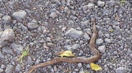 двуметров смок изкара акъла хората селска къща